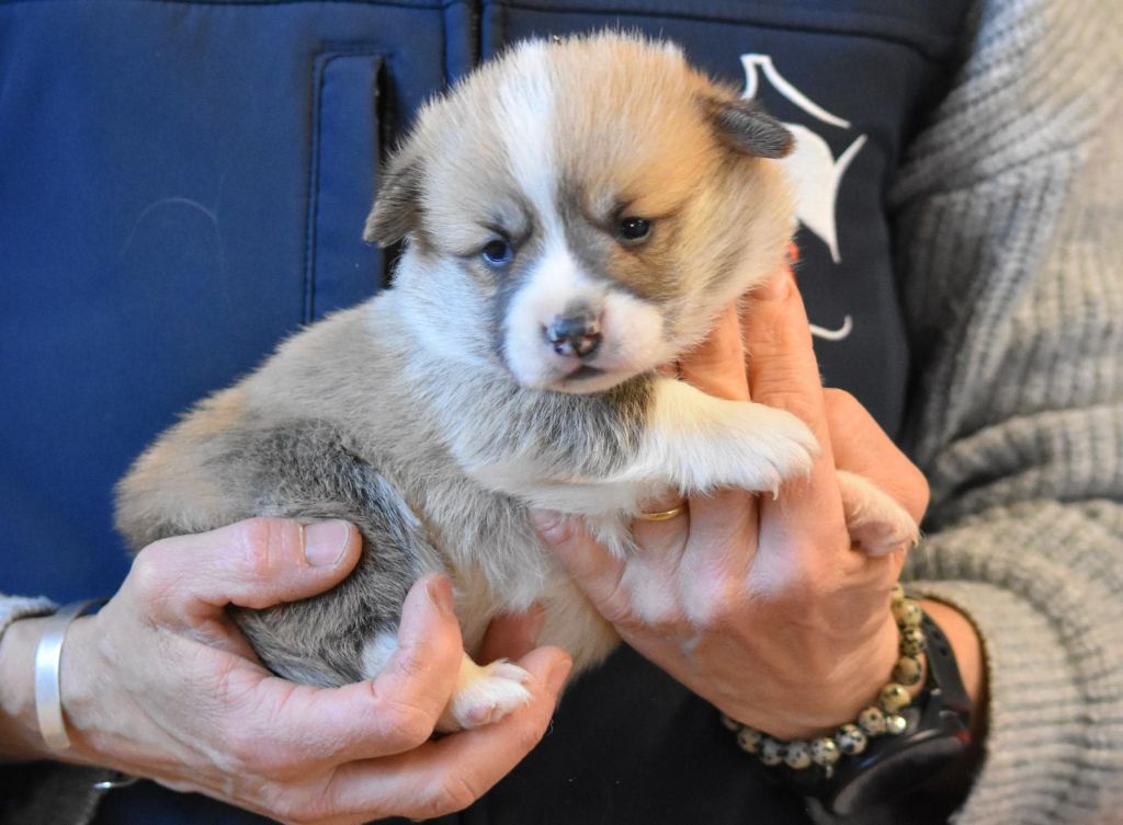 de Paline - Chiots disponibles - Welsh Corgi Pembroke