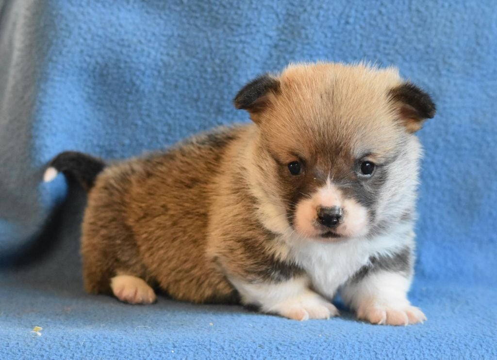 de Paline - Welsh Corgi Pembroke - Portée née le 29/01/2025