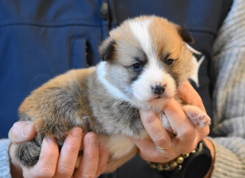 de Paline - Welsh Corgi Pembroke - Portée née le 10/02/2025