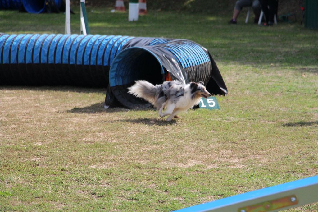 des Crocs de Provence - Concours d'agility de Terre des Chiens