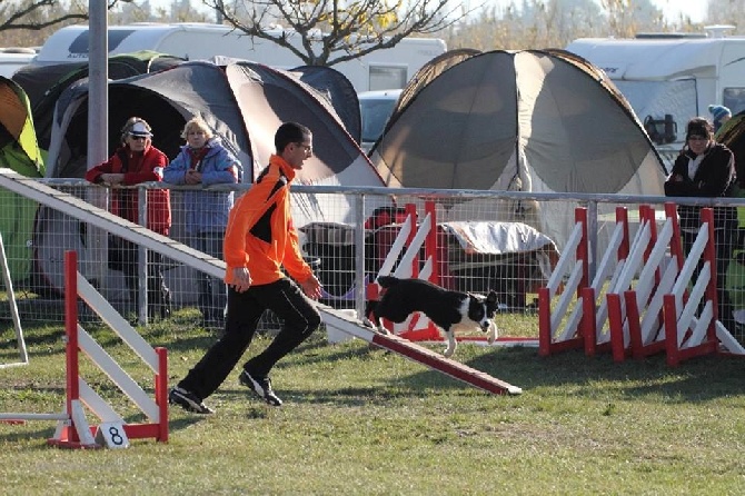 des Crocs de Provence - Concours d'agility de la Côte bleue