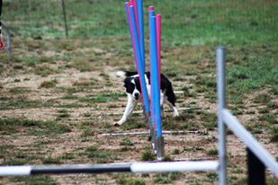 des Crocs de Provence - Concours d'agility de Saint Férréol D'Aurure