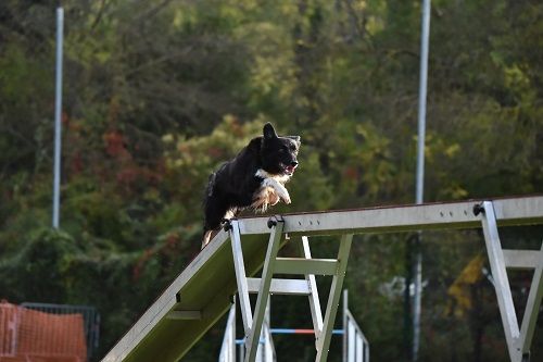 des Crocs de Provence - Concours d'agility d'A.F.A.