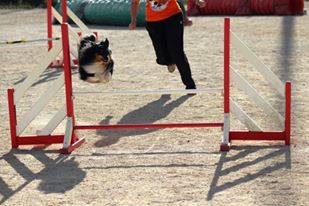 des Crocs de Provence - Concours d'agility de Mouriès