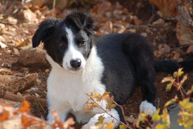 des Crocs de Provence - Concours d'agility d'Eyragues