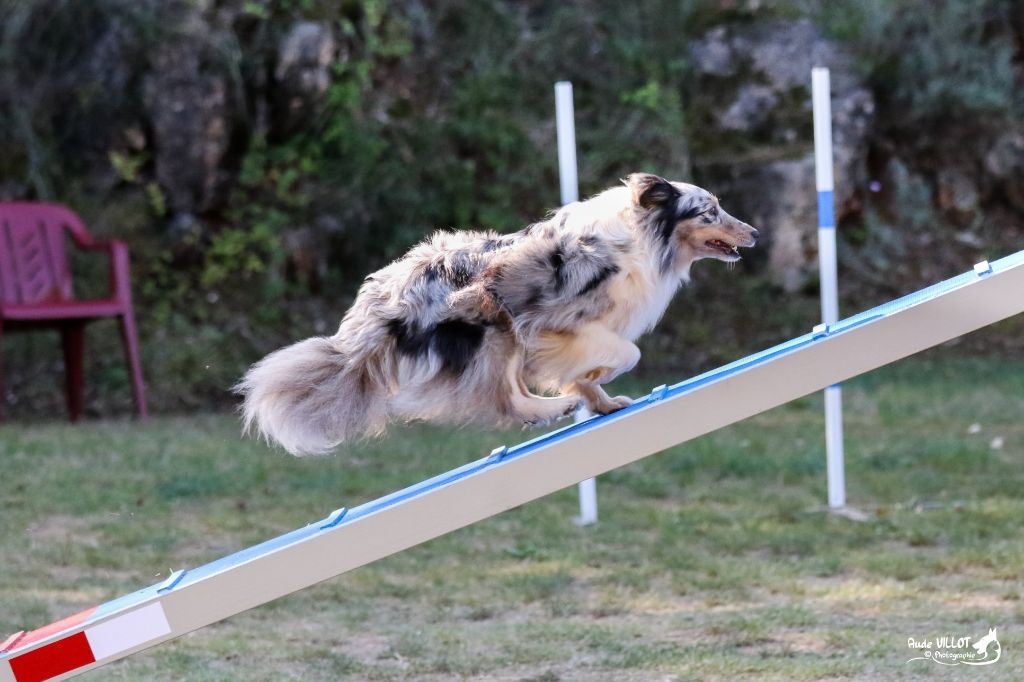 des Crocs de Provence - Concours d'agility d'Antibes