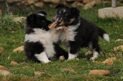 des Crocs de Provence - Les chiots ont 7 semaines