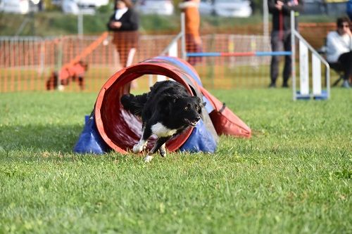 des Crocs de Provence - Concours d'agility des Cadéous