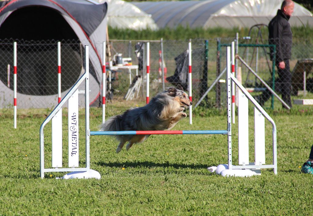 des Crocs de Provence - Concours d'agility de Manosque