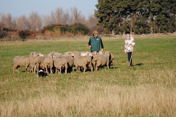 des Crocs de Provence - Stage troupeau pour Zia