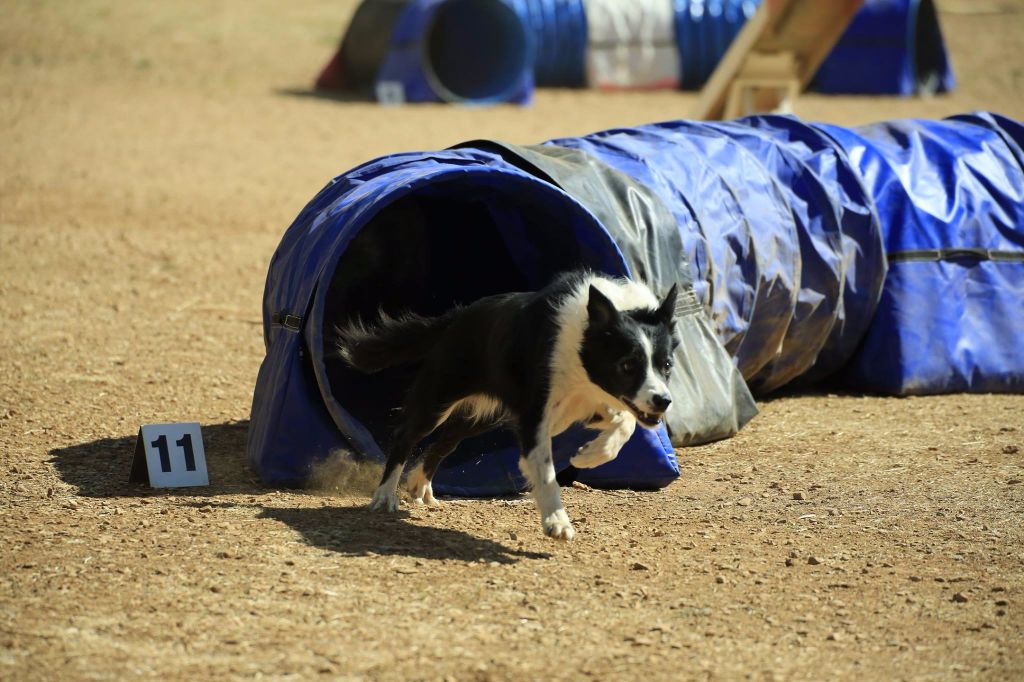 des Crocs de Provence - Concours d'agility de Fos sur mer