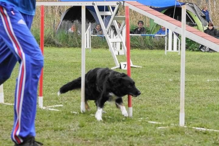 des Crocs de Provence - On au concours d'agility de Cannes