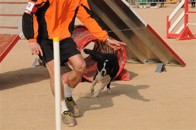 des Crocs de Provence - Concours d'agility de Monaco