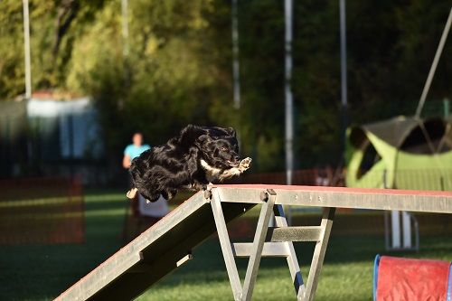 des Crocs de Provence - Concours d'agility d'Aix en Provence