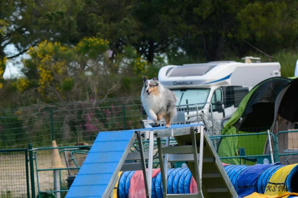 des Crocs de Provence - Maenerys au concours d'agility des Pennes Mirabeau