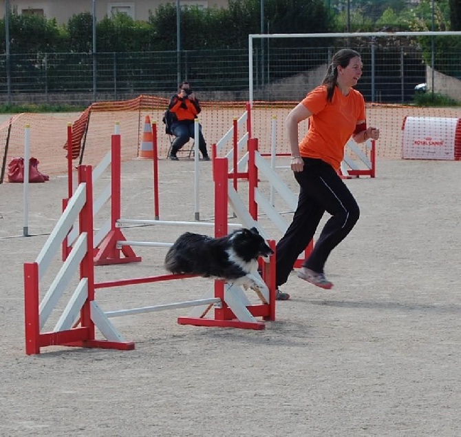 des Crocs de Provence - Concours d'agility de Tarascon