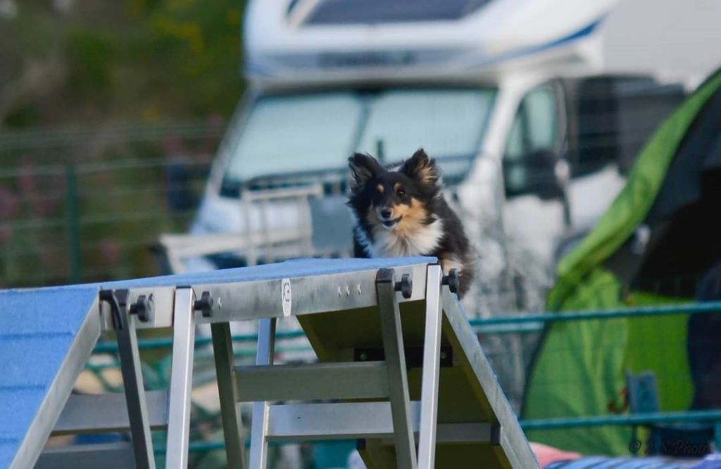 des Crocs de Provence - Concours d'agility des Pennes Mirabeau