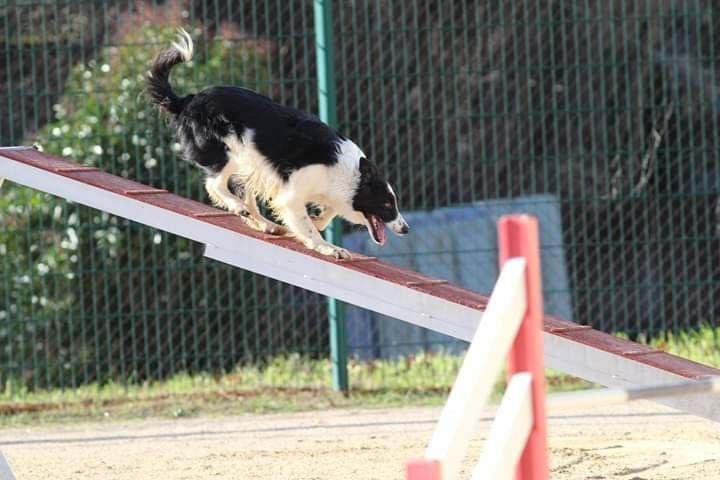 des Crocs de Provence - Concours d'agility des Cadeou