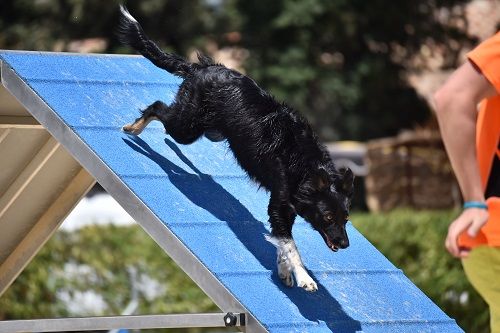 des Crocs de Provence - Concours d'agility des Cadéou