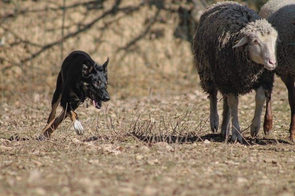 des Crocs de Provence - Des nouvelles de Sao