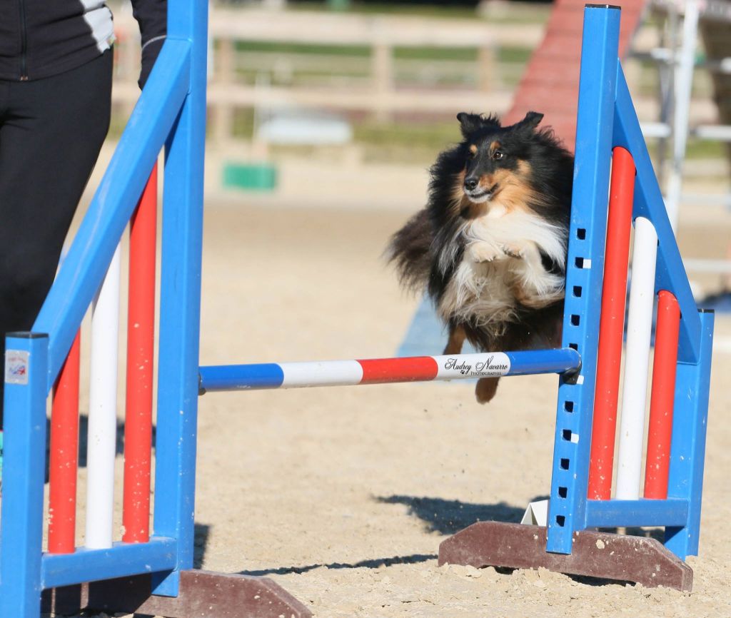 des Crocs de Provence - Concours d'agility d'Eurocopter