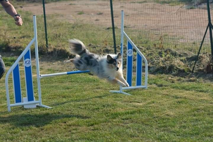 des Crocs de Provence - Légolas au concours d'agility des Pennes Mirabeau