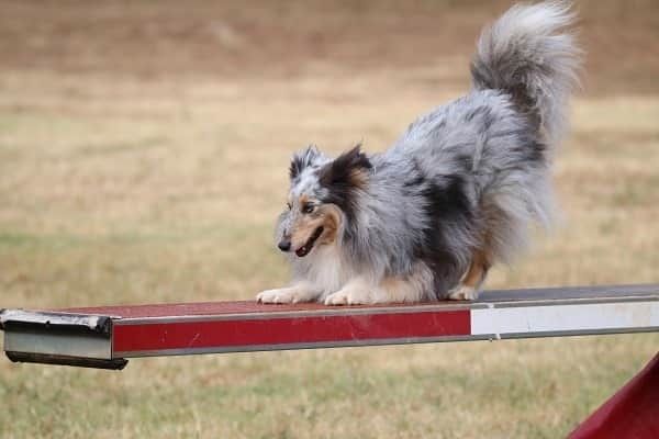 des Crocs de Provence - Concours d'agility des Cadéous