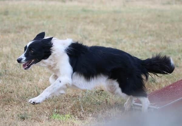 des Crocs de Provence - Concours d'agility de Saint Germain Laprade