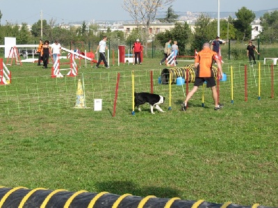 des Crocs de Provence - Concours d'agility d'Eurocopter