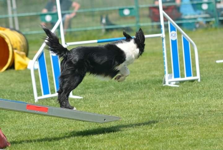 des Crocs de Provence - Concours d'agility de Cabrières