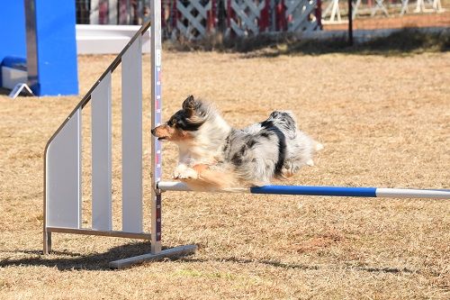 des Crocs de Provence - Concours d'agility des Cadéous