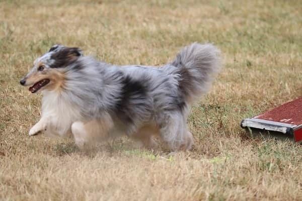 des Crocs de Provence - Championnat de France d'agility Grade 2 pour June