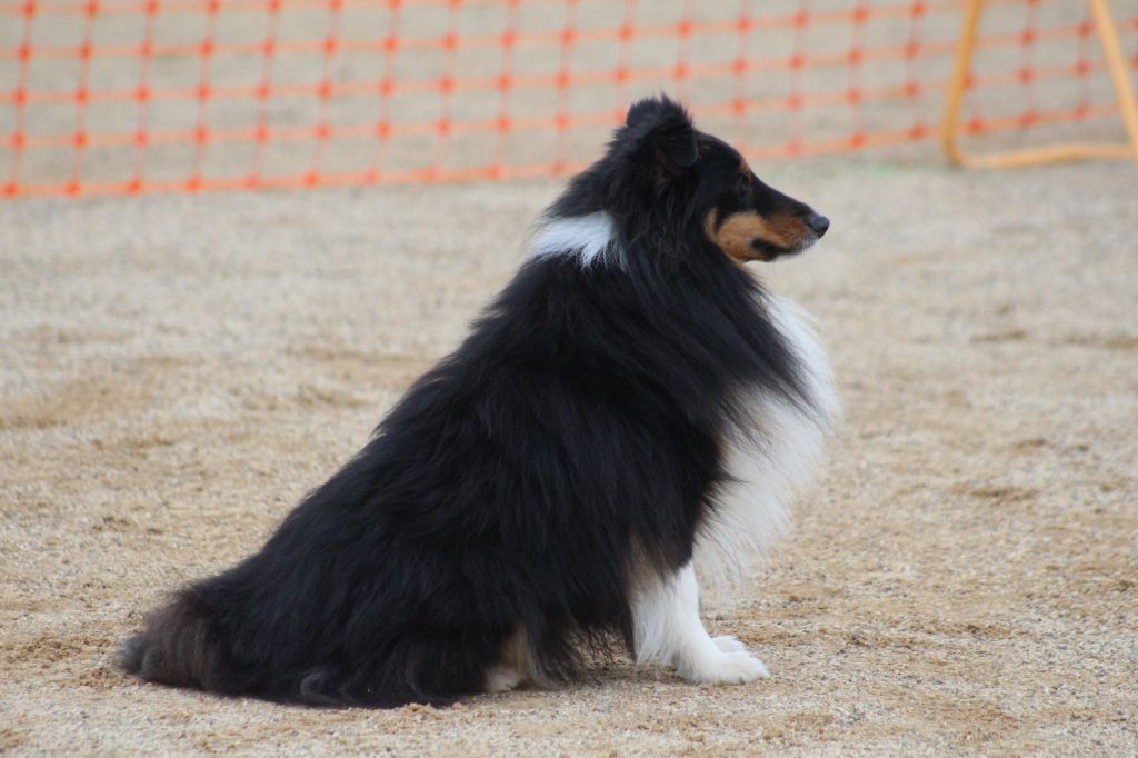 des Crocs de Provence - Concours d'agility de Saint Martin la Plaine