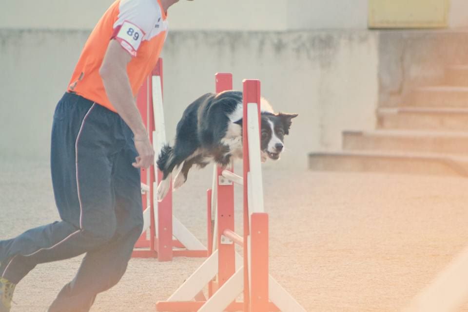 des Crocs de Provence - Concours d'agility des Cadéou