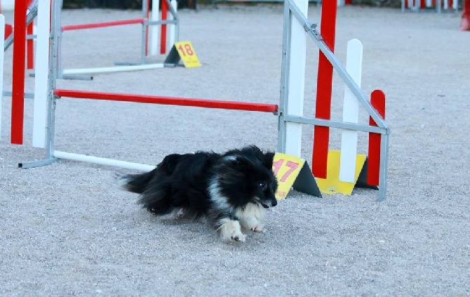 des Crocs de Provence - Concours d'agility de Monaco