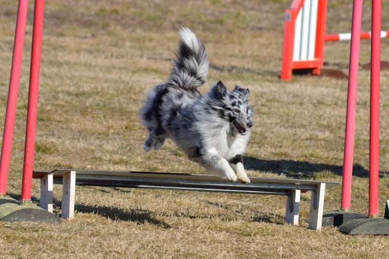 des Crocs de Provence - Passagility réussi pour Rebel