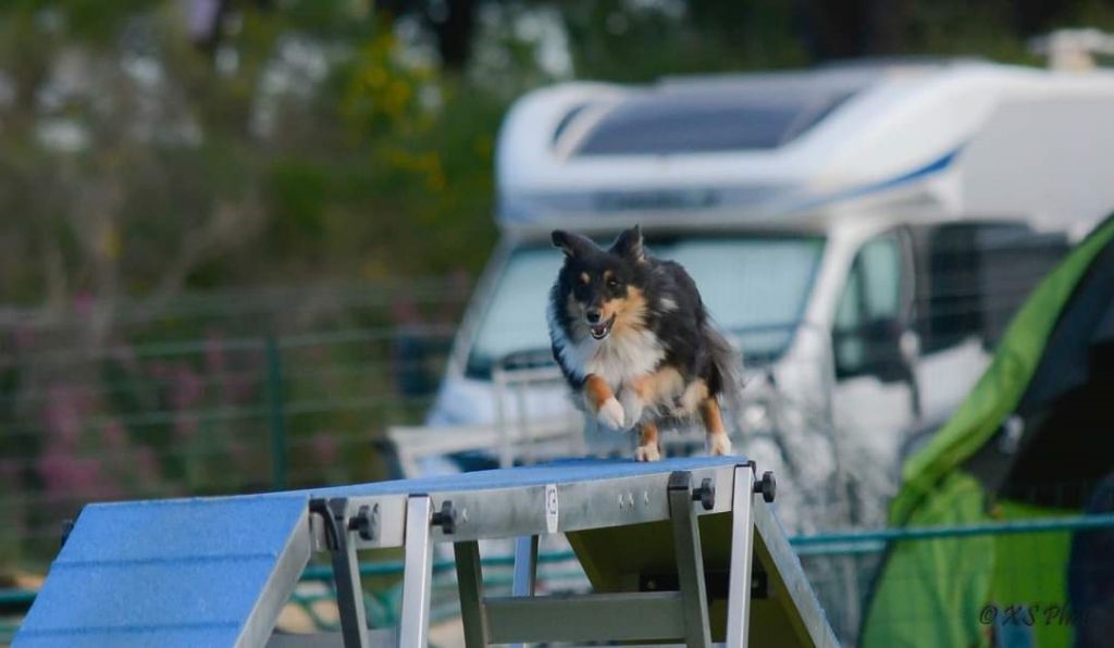 des Crocs de Provence - River au concours d'agility des Pennes Mirabeau