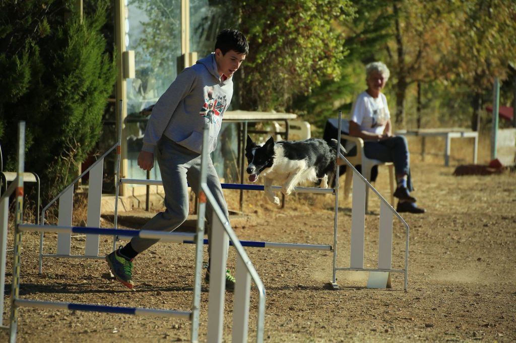 des Crocs de Provence - Concours d'agility de Saint Mitre les Remparts