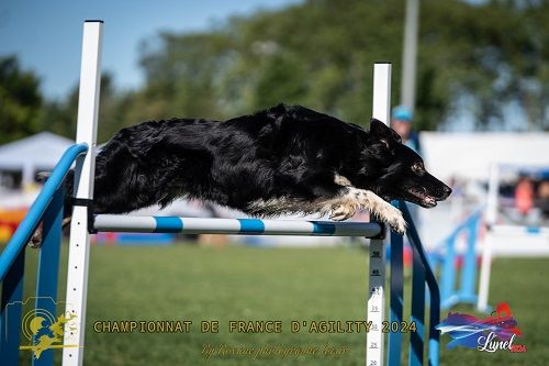 des Crocs de Provence - On au Championnat de France d'agility