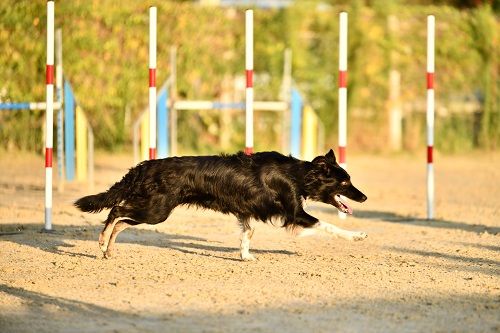 des Crocs de Provence - Concours d'agility des Cadéous