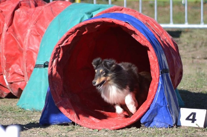 des Crocs de Provence - Concours d'agility d'Aix en Provence