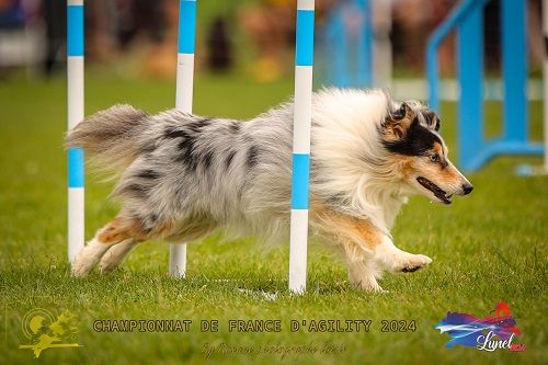 des Crocs de Provence - Légolas 3ème au Championnat de France d'agility des Bergers des Shetla