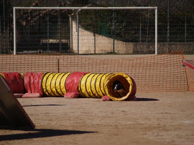 des Crocs de Provence - Concours d'agility de Monaco