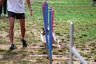 des Crocs de Provence - Concours d'agility de Roquebrune Cap Martin