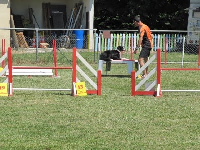 des Crocs de Provence - Concours d'agility d'Istres