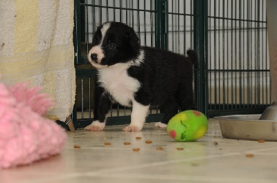 des Crocs de Provence - Les chiots ont 1 mois