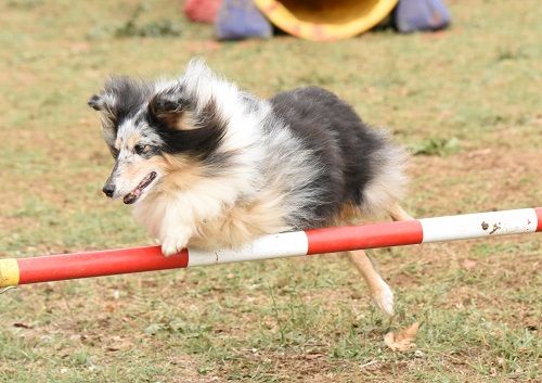 des Crocs de Provence - Retraite d'agility de Jen