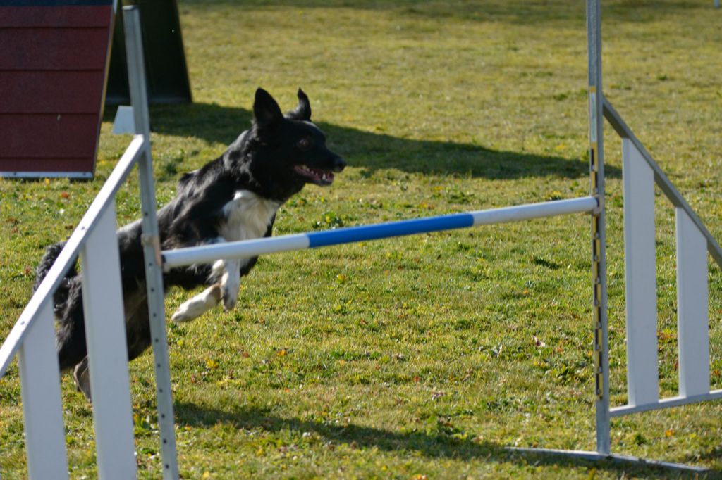 des Crocs de Provence - Concours d'agility des Cadéous