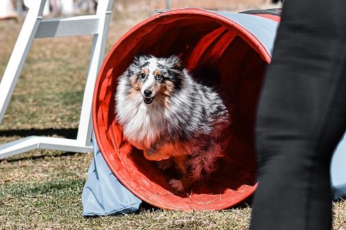 des Crocs de Provence - Concours d'agility de Saint Martin de Crau