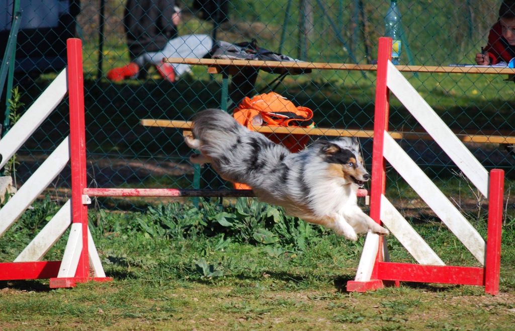 des Crocs de Provence - Concours d'agility d'Aubenas